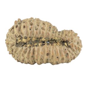 31 Mukhi Rudraksha 32.5mm 4.52gm - Rudraksha back