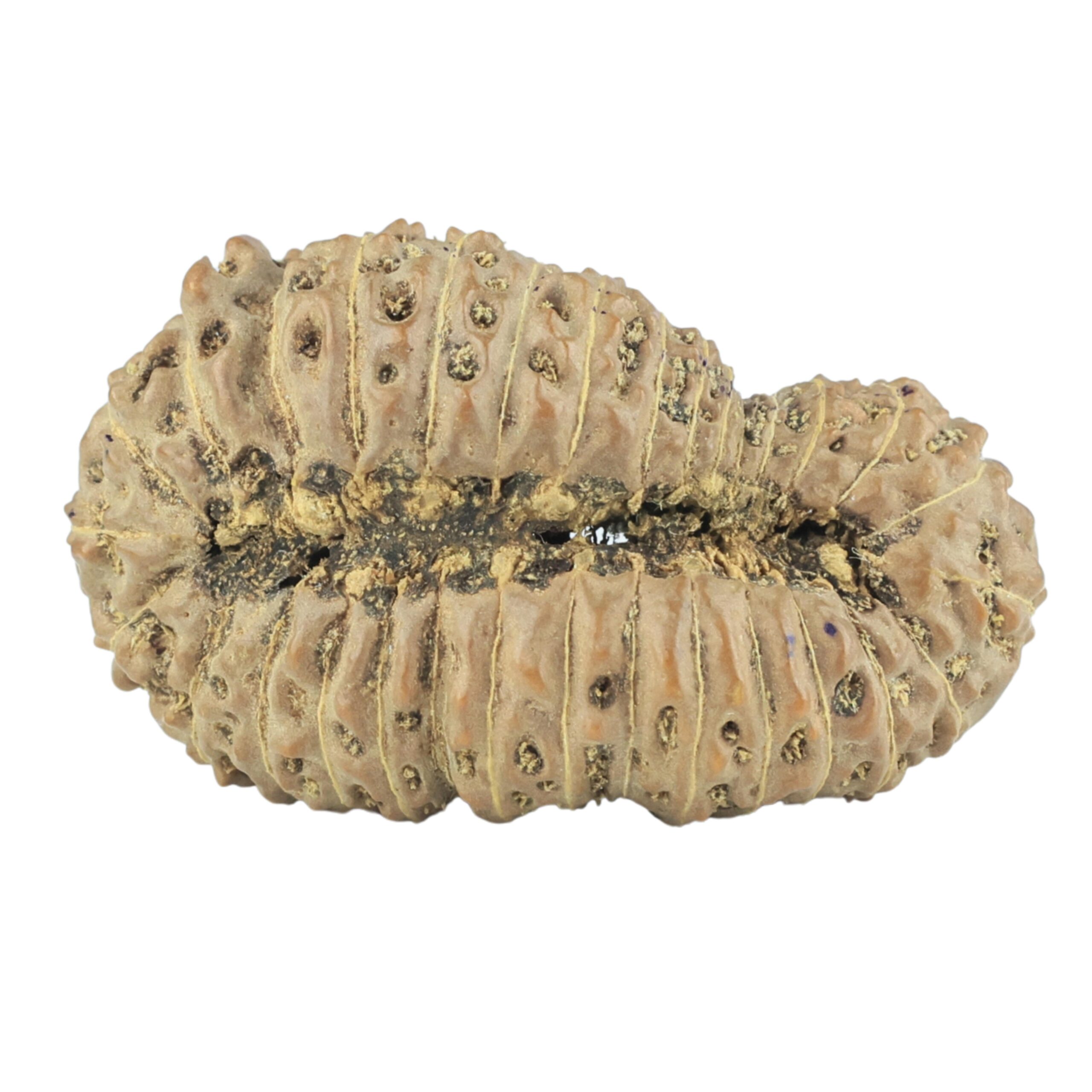 31 Mukhi Rudraksha 32.5mm 4.52gm - Rudraksha back