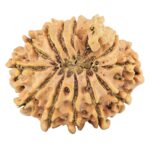 12 Mukhi Ganesh 30.1mm 5.93gm - Rudraksha back