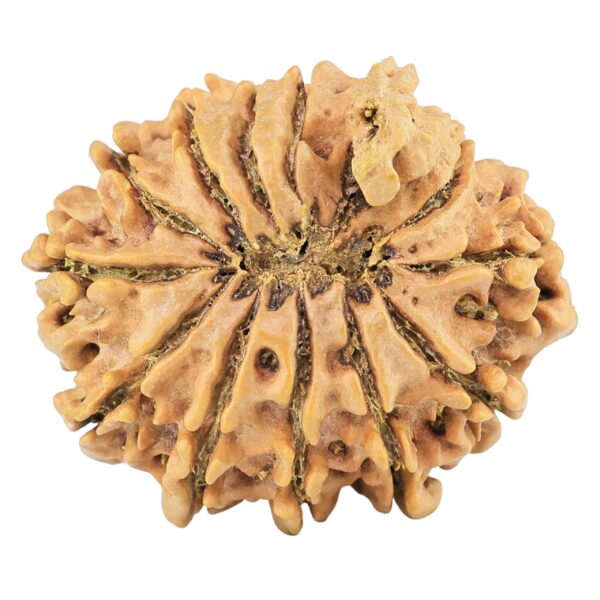 12 Mukhi Ganesh 30.1mm 5.93gm - Rudraksha back