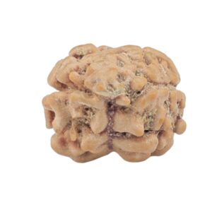 2 Mukhi Rudraksha 24.5mm 1.44gm - Rudraksha back