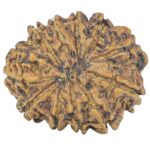 12 Mukhi Rudraksha 25.2mm 3.82gm - Rudraksha back