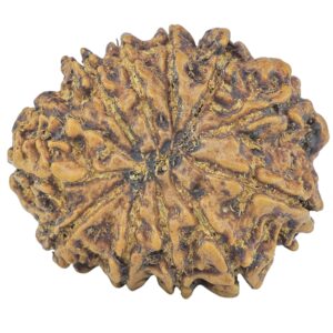 12 Mukhi Rudraksha 25.2mm 3.82gm - Rudraksha back