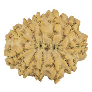 11 Mukhi Rudraksha 23mm 2.51gm - Rudraksha back