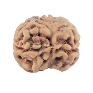2 Mukhi Rudraksha 22.4mm 2.51gm - Rudraksha back