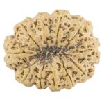 11 Mukhi Rudraksha 35.5mm 9.98gm - Rudraksha back