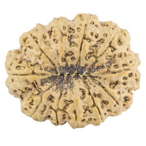 11 Mukhi Rudraksha 35.5mm 9.98gm - Rudraksha back