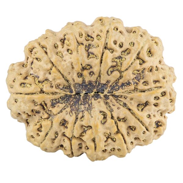 11 Mukhi Rudraksha 35.5mm 9.98gm - Rudraksha back