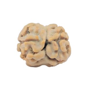2 Mukhi Rudraksha 18.9mm 1.66gm - Rudraksha back