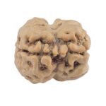 2 Mukhi Rudraksha 23.3mm 1.74gm - Rudraksha back