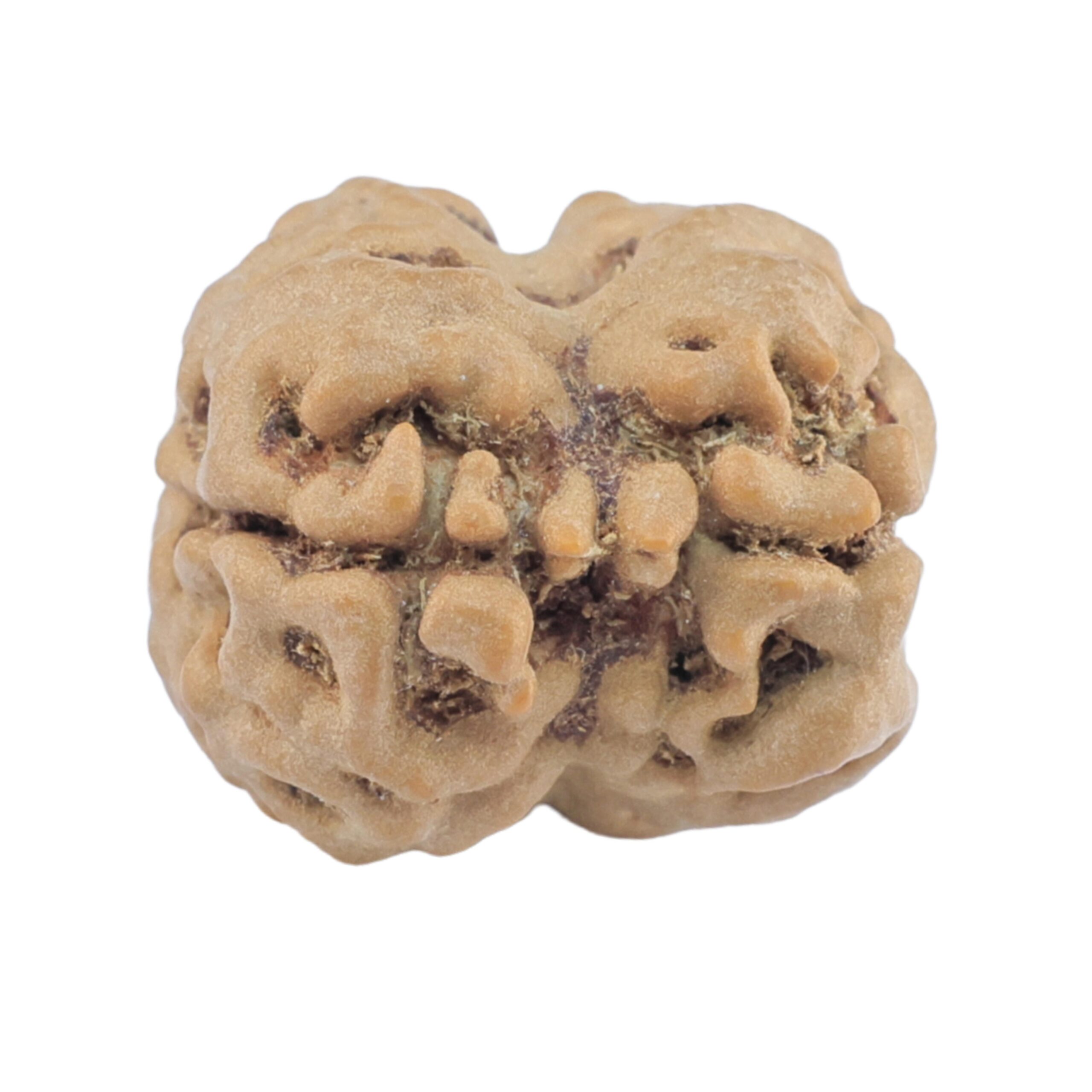 2 Mukhi Rudraksha 23.3mm 1.74gm - Rudraksha back