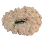 15 Mukhi Rudraksha 20.4mm 2.33gm - Rudraksha back