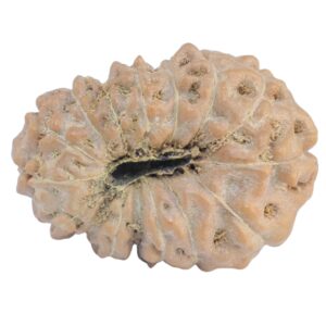 15 Mukhi Rudraksha 20.4mm 2.33gm - Rudraksha back