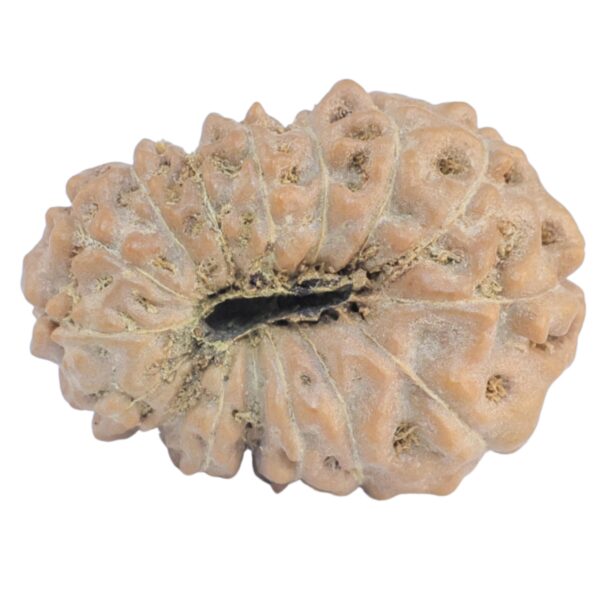 15 Mukhi Rudraksha 20.4mm 2.33gm - Rudraksha back