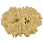 11 Mukhi Rudraksha 25.4mm 3.86gm - Rudraksha back