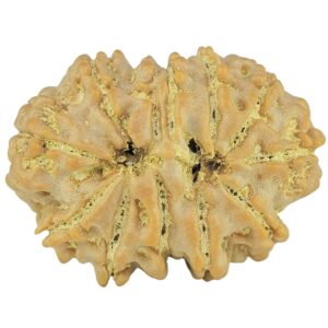 11 Mukhi Rudraksha 25.4mm 3.86gm - Rudraksha back