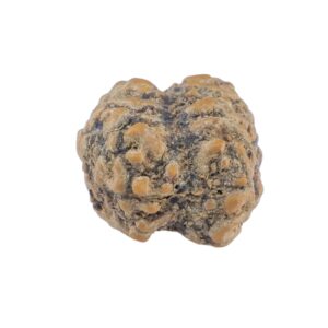 2 Mukhi Rudraksha 19.6mm 1.76gm - Rudraksha back