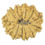 12 Mukhi Rudraksha 20.4mm 2.33gm - Rudraksha back