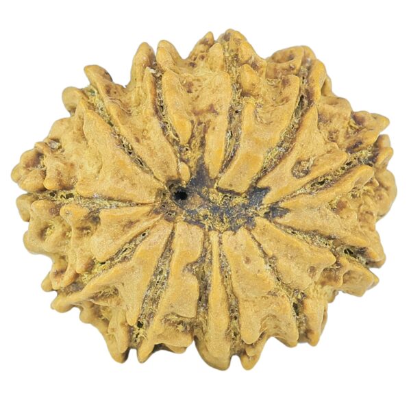 12 Mukhi Rudraksha 20.4mm 2.33gm - Rudraksha back