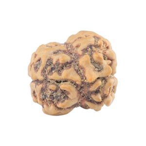 2 Mukhi Rudraksha 21.9mm 1.85gm - Rudraksha back