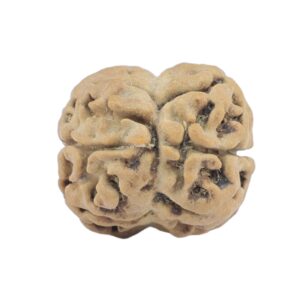 2 Mukhi Rudraksha 18.6mm 1.27gm - Rudraksha back