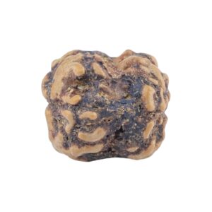 2 Mukhi Rudraksha 21.5mm 1.9gm - Rudraksha back