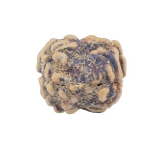 2 Mukhi Rudraksha 22.2mm 1.52gm - Rudraksha back