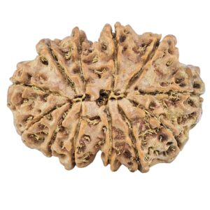 12 Mukhi Rudraksha 28mm 4.26gm - Rudraksha back