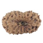 17 Mukhi Rudraksha 22.4mm 1.77gm - Rudraksha back