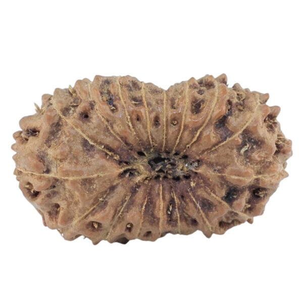 17 Mukhi Rudraksha 22.4mm 1.77gm - Rudraksha back
