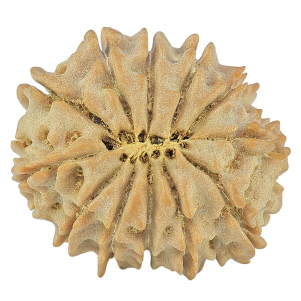 12 Mukhi Rudraksha 20.1mm 2.43gm - Rudraksha back