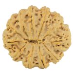 11 Mukhi Rudraksha 32.5mm 6.67gm - Rudraksha back