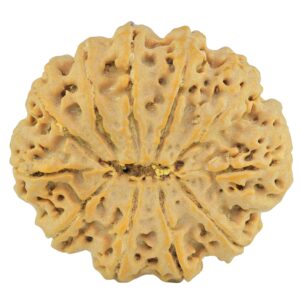 11 Mukhi Rudraksha 32.5mm 6.67gm - Rudraksha back