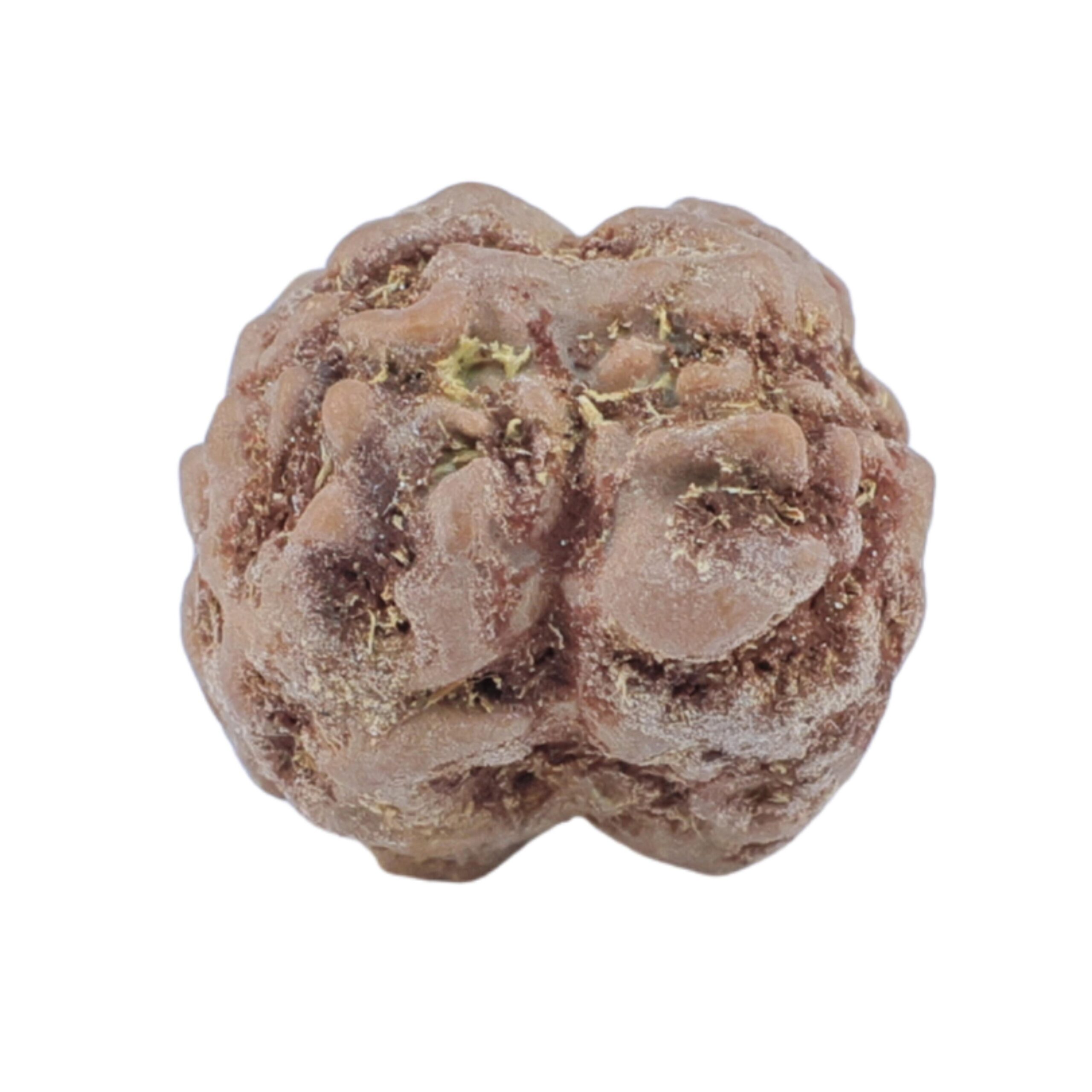 2 Mukhi Rudraksha 16.1mm 1.48gm - Rudraksha back