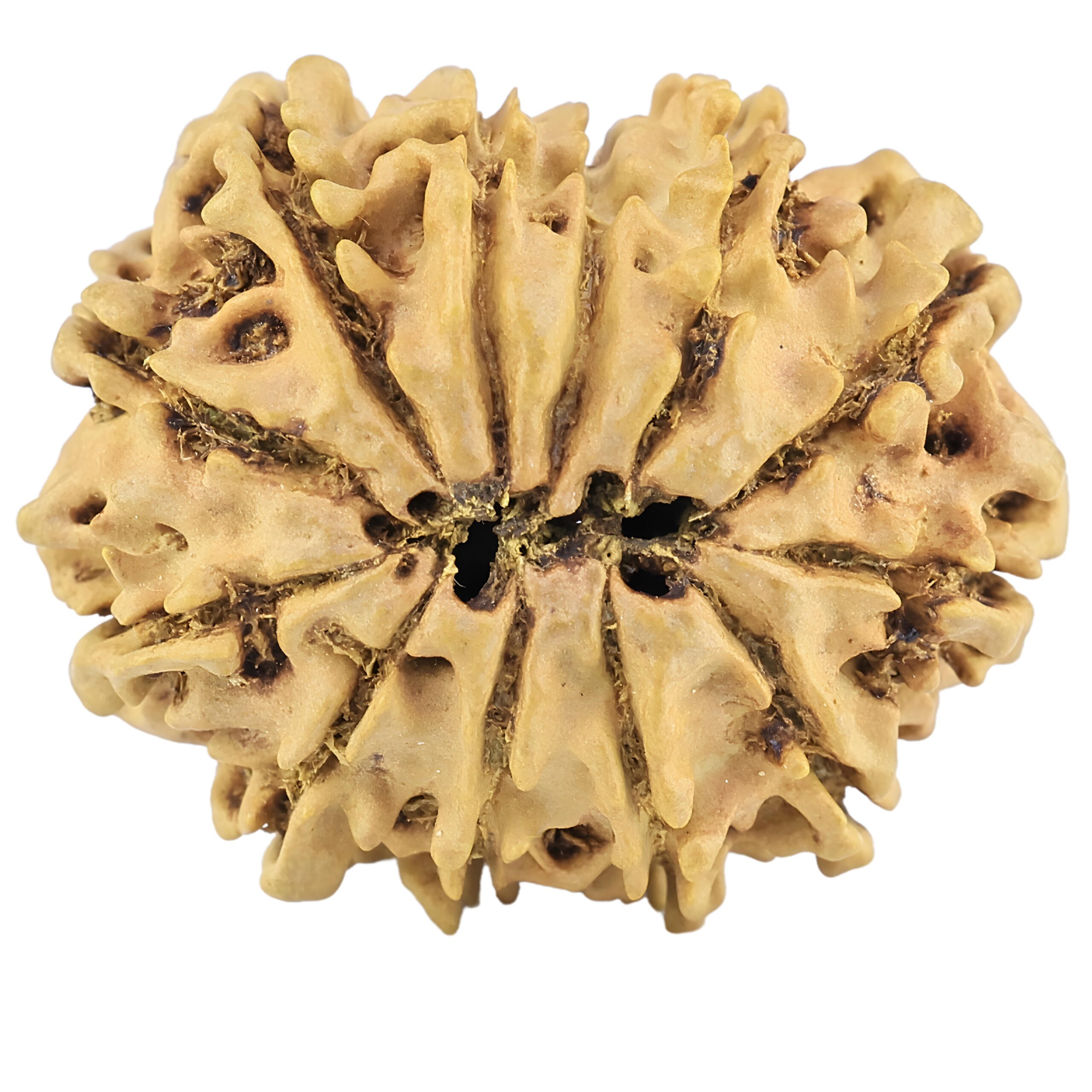 12 Mukhi Rudraksha 28.9mm 3.69gm - Rudraksha back