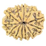 12 Mukhi Rudraksha 25.6mm 2.56gm - Rudraksha back