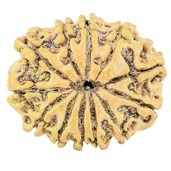 12 Mukhi Rudraksha 25.6mm 2.56gm - Rudraksha back