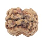 2 Mukhi Rudraksha 24mm 1.9gm - Rudraksha back