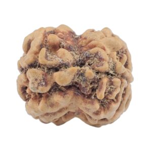 2 Mukhi Rudraksha 24mm 1.9gm - Rudraksha back