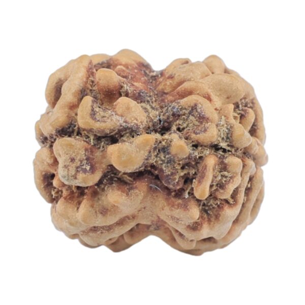 2 Mukhi Rudraksha 24mm 1.9gm - Rudraksha back