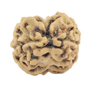 2 Mukhi Rudraksha 19.8mm 1.21gm - Rudraksha back