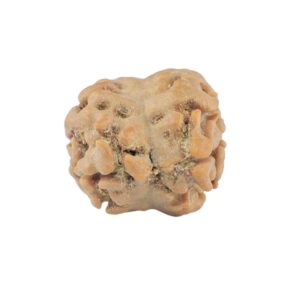 2 Mukhi Rudraksha 20.1mm 1.64gm - Rudraksha back
