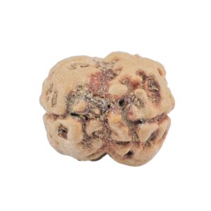 2 Mukhi Rudraksha 24.7mm 2.36gm - Rudraksha back
