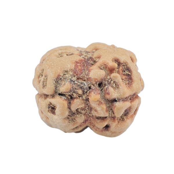 2 Mukhi Rudraksha 24.7mm 2.36gm - Rudraksha back