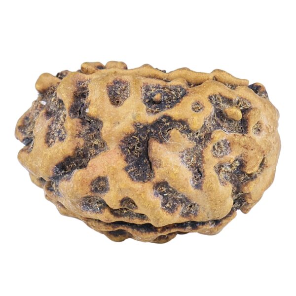 2 Mukhi Moon Shape 26mm 2.72gm - Rudraksha back