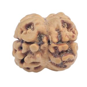 2 Mukhi Rudraksha 19mm 1.33gm - Rudraksha back