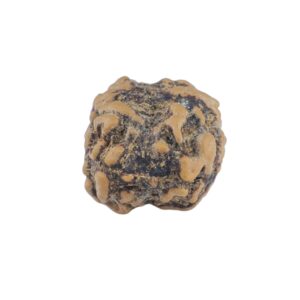 2 Mukhi Rudraksha 20.7mm 1.44gm - Rudraksha back