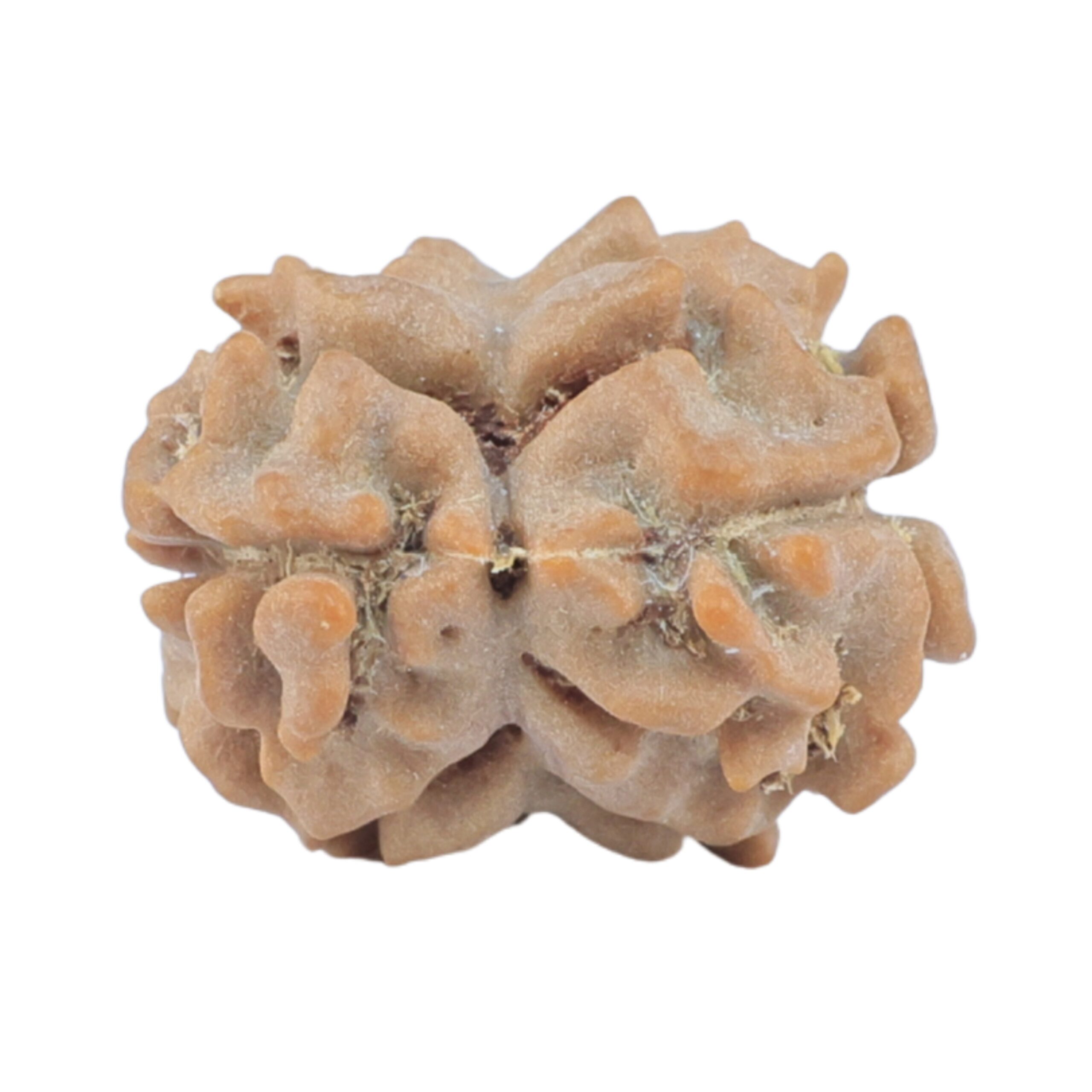 2 Mukhi Rudraksha 16.5mm 1.24gm - Rudraksha back