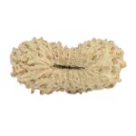 21 Mukhi Rudraksha 17.6mm 0.56gm - Rudraksha back