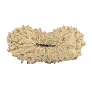 21 Mukhi Rudraksha 17.6mm 0.56gm - Rudraksha back